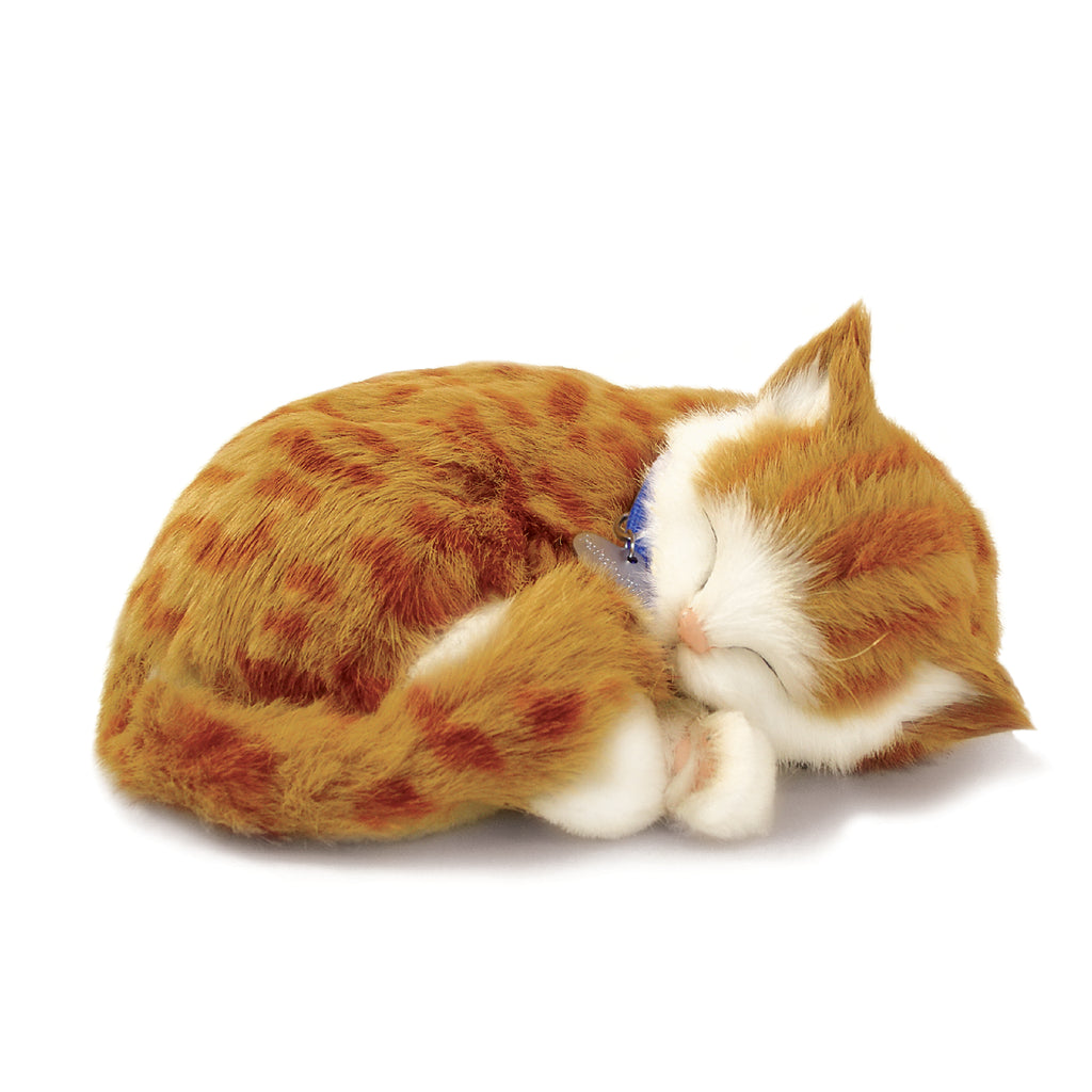 Perfect Pet Orange Tabby Kitten 