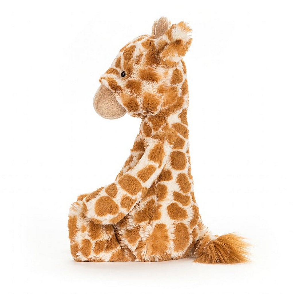 Side of bashful giraffe medium sitting up