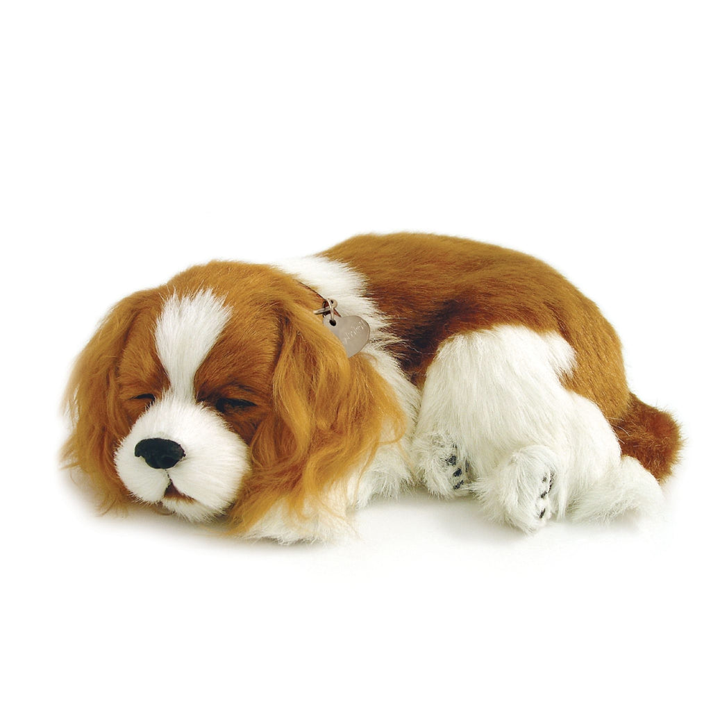 Perfect Pet Cavalier King Charles